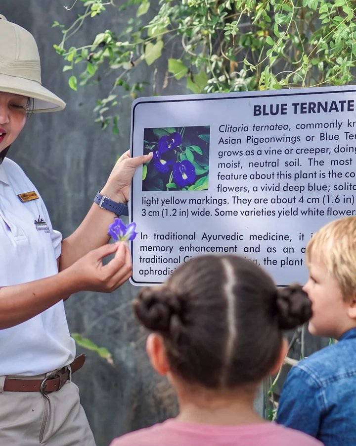 The botanical tour at the Blue Ternate sign