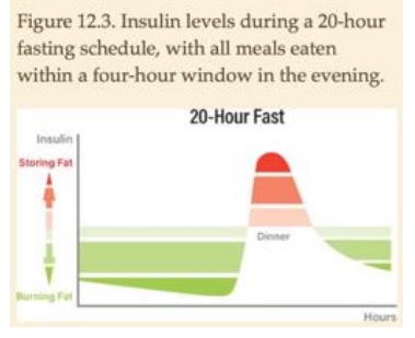 20 Hours Fast - Insulin Release Chart